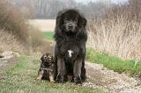 DOGUE DU TIBET 381